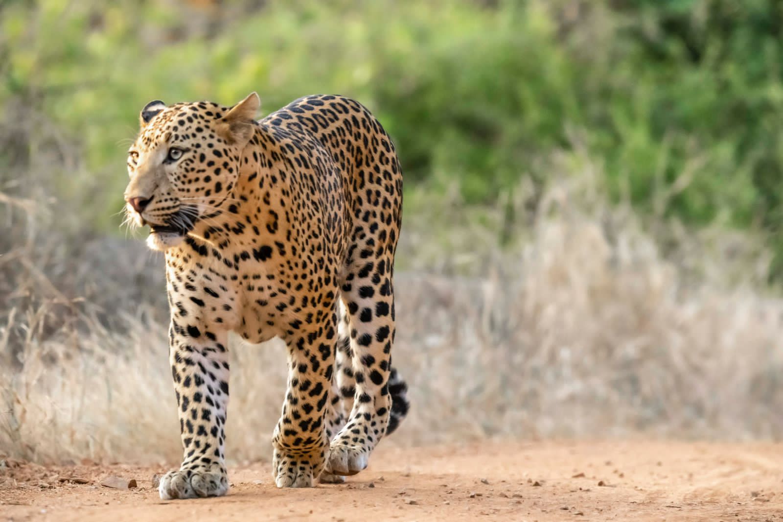 Jaipur Leopard Safari